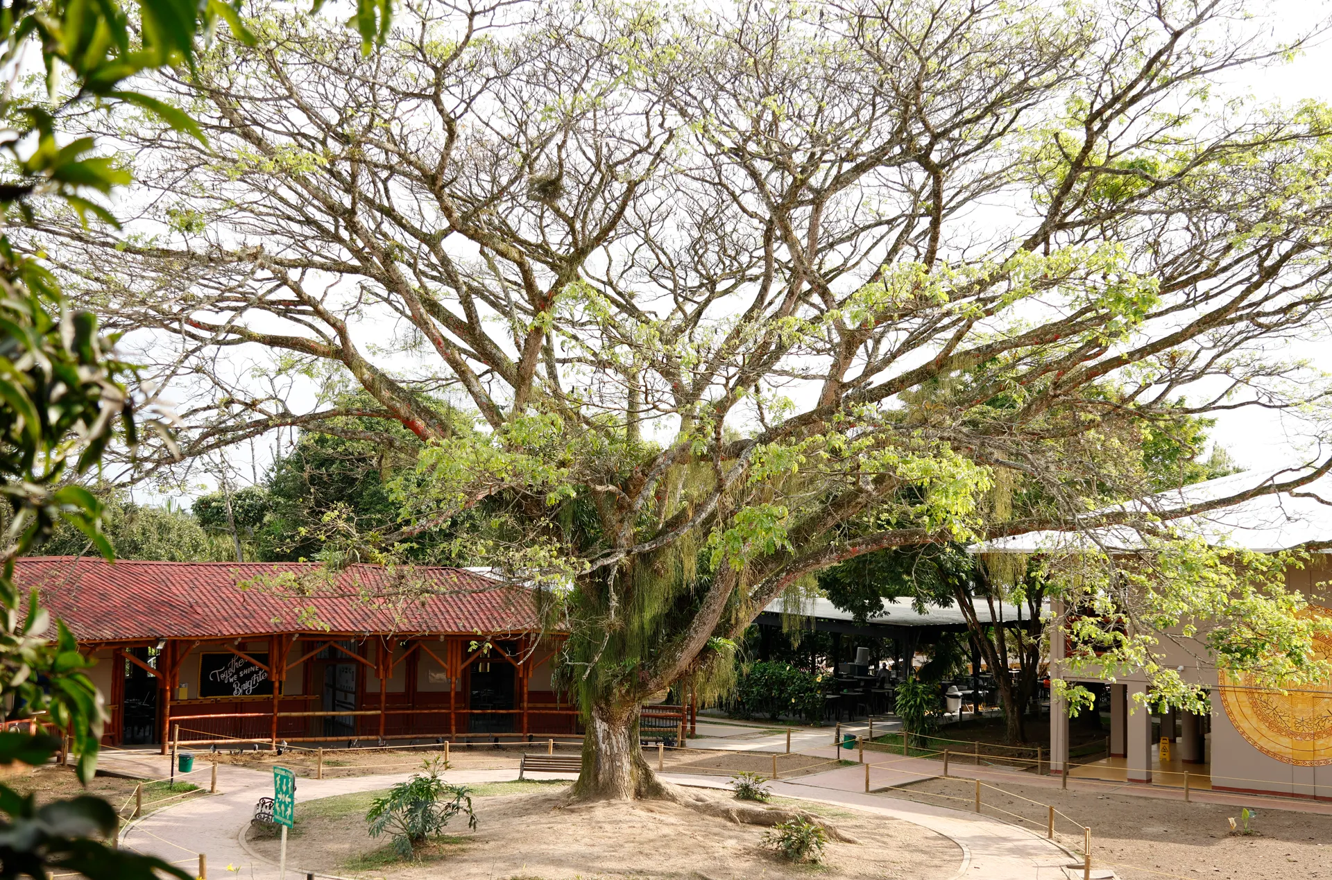 Liceo Pino Verde (Pereira)